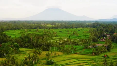 Green Rice Fields With Volcano View Stock Footage 322823687