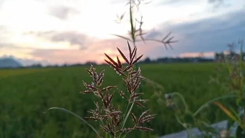 Green rice fields with wild grass stalks. 库存影片 330945189