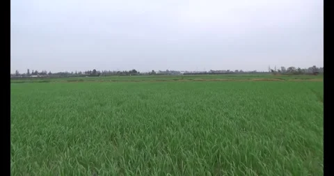 Green rice fields in the wind Stock Footage 305299455