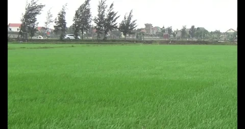 Green rice fields in the wind Stock Footage 305299571