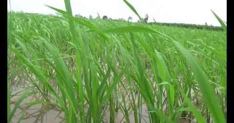 Green rice fields in the wind Stock Footage 305299600