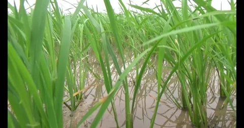 Green rice fields in the wind Video stock 305299709