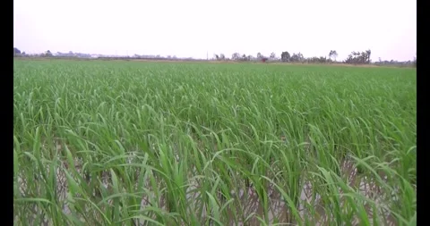Green rice fields in the wind Stock Footage 305299839