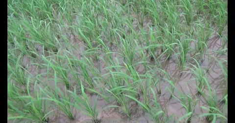 Green rice fields in the wind Stock Footage 305299864