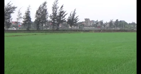 Green rice fields in the wind Stock Footage 305300151