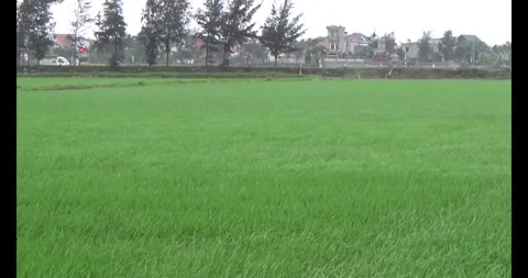 Green rice fields in the wind Video stock 305300153