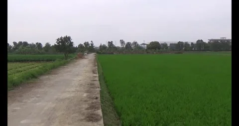 Green rice fields in the wind Stock Footage 305300289