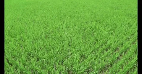 Green rice fields in the wind Stock Footage 305300356