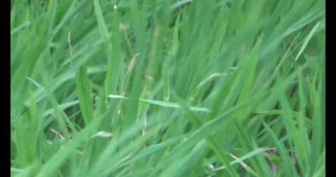 Green rice fields in the wind Stock Footage 305300415