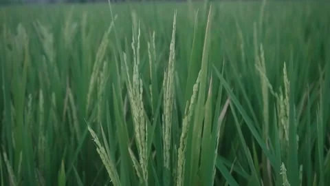 Wind Blowing Fields Stock Footage ~ Royalty Free Stock Videos | Pond5