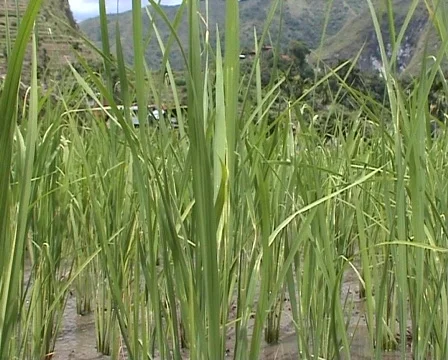Green rice Stock Footage 400982