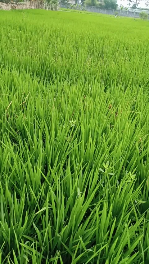 Green rice Stock Footage 171512084