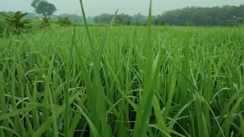 Green rice Stock Footage 240208841