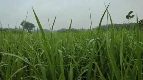 Green rice Stock Footage 240208914