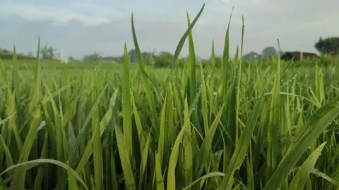 Green rice Stock Footage 240208960