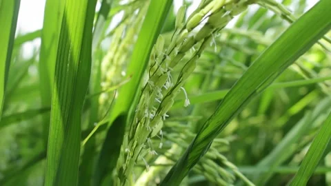 Green rice grains Stock Footage 139045789