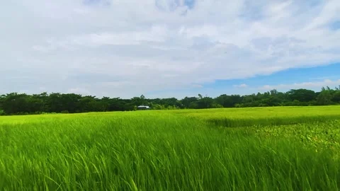 Green Rice Grass Stock Footage 275397343