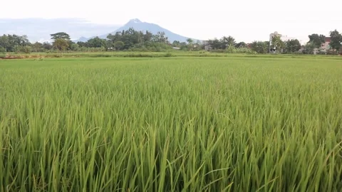 Green rice. The harmony of a refreshing natural atmosphere. Stock Footage 229760158