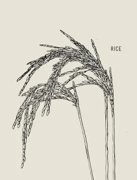 Green rice Stock Illustration