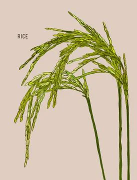 Green rice Stock Illustration