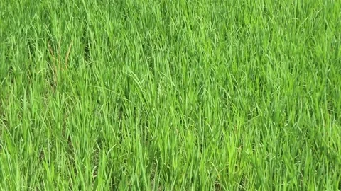 Green rice leaves. The harmony of a refreshing natural atmosphere. Stock Footage 229600185