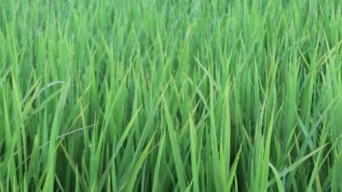 Green rice leaves. The harmony of a refreshing natural atmosphere. Stock Footage 229760170