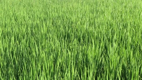 Green rice leaves.The harmony of a refreshing natural atmosphere. Stock Footage 229760195
