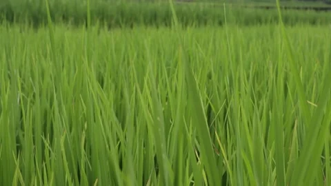 Green rice leaves in the rice fields` Stock Footage 246430644
