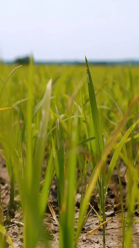 A green rice leaves on the ricefields. Rice fields. Rice seeding field with Stock Footage 310702177