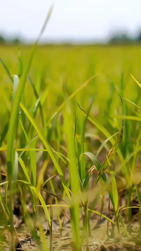 A green rice leaves on the ricefields. Rice fields. Rice seeding field with Stock Footage 313795139