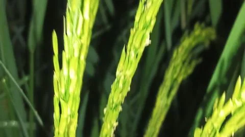 Green rice paddy crop growing in an agricultural field Stock Photos