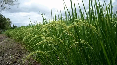 Green rice paddy field background. Vídeo Stock 124824934