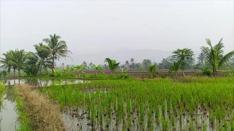 Green Rice Paddy Field With Coconut Trees Cianjur Indonesia 4k HD Stock Footage 336429983