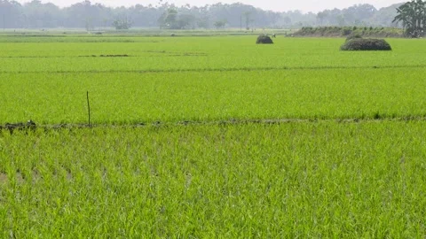 Green Rice Paddy Field Stock-Footage 336435291