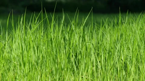 Green Rice Paddy Field Stock Footage 340610929