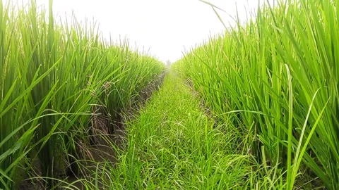 Green Rice Paddy Field Path Rural Cianjur Indonesia 4k Stock Footage 336438392