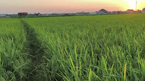 Green Rice Paddy Field at Sunset Golden Hour Landscape 스톡 동영상 341508434