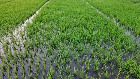 Green Rice Paddy Fields   Asian Agriculture Stock Footage 265062278