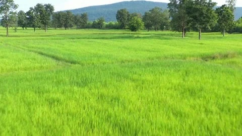 Green rice paddy fields in Central Thailand Suphanburi region, drone aerial.. Stock Footage 256727611