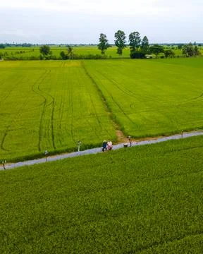 Green rice paddy fields in Central Thailand Suphanburi region Stock Photos