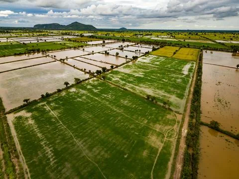Green Rice Paddy Fields Geometric Patterns Irrigation Vietnam Stock Photos