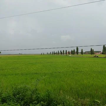 Green rice in paddy fields Stock Photos
