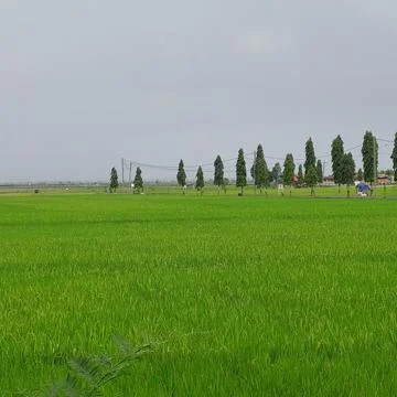 Green rice in paddy fields Stock Photos