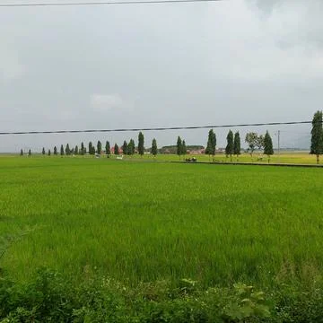 Green rice in paddy fields Stock Photos