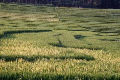 Green rice paddy fields with a small boat on water Stock Photos