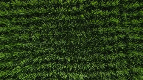 Green Rice Paddy Fields Texture Top View Stock Footage 345374295