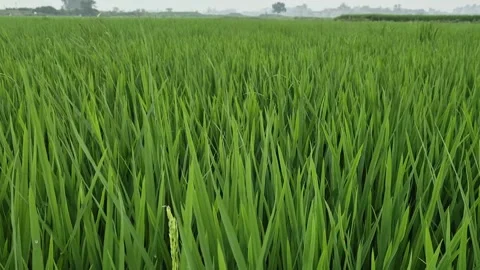 Green Rice Paddy Leaves Rustling Before Flowering Stage 動画素材 337880012
