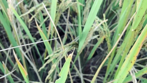Green rice paddy, macro shoot video Stock Footage 225004660