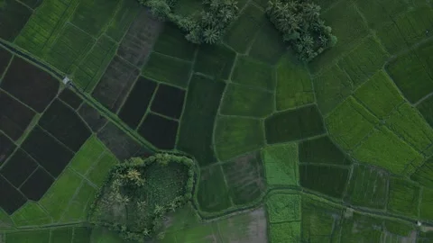 Green Rice Paddy - top down texture Stock Footage 296931004