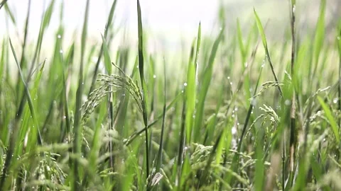 Green Rice Panicles With Dew Drops, Paddy Field, Golden Morning Light Close-Up Stock Footage 305433577